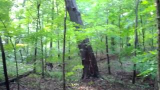 Tree falling in the woods [upl. by Supple]