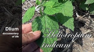 Indian heliotrope Heliotropium indicum  part 1 [upl. by Laekim]