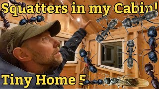 Tiny house mini cabin offgrid tinyhouse project 5 [upl. by Adiaj]