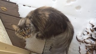 Maine coon cat sees snow for first time [upl. by Zebapda637]