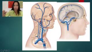 7 Veins draining the Head and Neck [upl. by Canale]