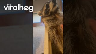 Raccoon Rests In Dresser Drawer  ViralHog [upl. by Aicarg]