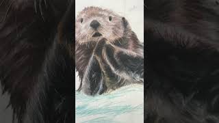 Otter Drawing Pt 2 art drawing otter shorts illustration [upl. by Lilac927]