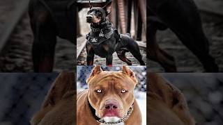 DOBERMAN VS PITBULLDOGO ARGENTINO [upl. by Nyladnohr824]