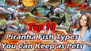 Top 10 Piranha Fish Types You Can Keep as Pets [upl. by Sueddaht]