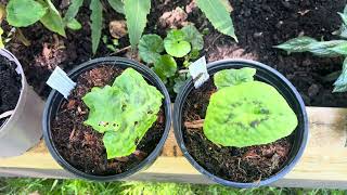 Podophyllum  Spotty Dotty and more [upl. by Anear629]