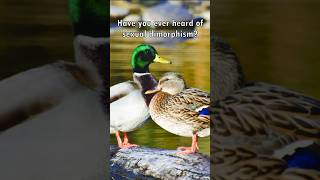 Sexual Dimorphism Explained in Animals🦆🐠 [upl. by Hild]