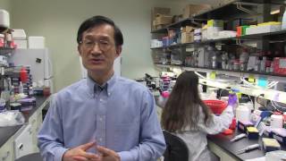 Modeling Alcohol Abuse and Liver Disease  Bin Gao NIH IRP [upl. by Mcnamara]