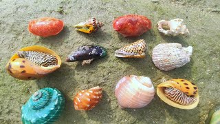 Find pearls from a variety of rare shellfish Perfect Pearl Harvest [upl. by Ben857]