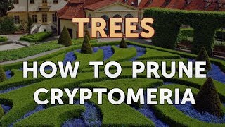 How to Prune Cryptomeria [upl. by Yenetruoc]