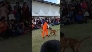 Dog Show trending minivlog shortvideo shorts doglover travel [upl. by Aynotal794]