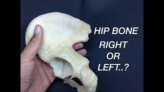 HIP BONE  SIDE DETERMINATION amp ANATOMICAL POSITION [upl. by Horatius]