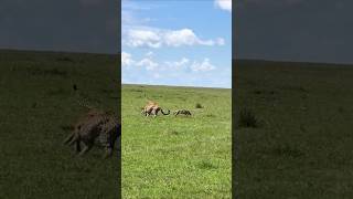 A Fox outruns three Cheetahs wildlife [upl. by Holofernes]