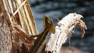 Basiliscus vittatus  brown basilisk male Basilisco o Charancaco macho [upl. by Neneek]