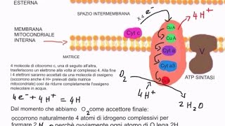 CORSO DI BIOCHIMICA  LEZIONE 19 DI 47  FOSFORILAZIONE OSSIDATIVA E SINTESI DI ATP  PARTE 5 [upl. by Annoved]