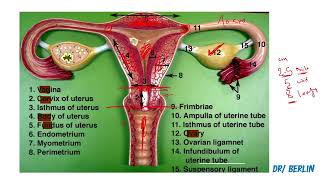 PRACTICAL ANATOMY 33 Genital system part 2 [upl. by Odnamra]