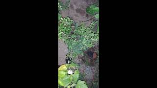 CUSTOMER REVIEW PLANT IN SAI HITECH NURSERY GARDEN [upl. by Dihgirb]