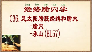 经络腧穴学 C36足太阳膀胱经络和腧穴腧穴承山BL57 [upl. by Aimaj]