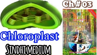 Chloroplast 11th class [upl. by Perkoff]