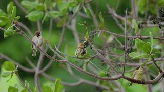 Home Birds Flycatcher  Canon 6D II  Sigma 150600mm [upl. by Abigail]