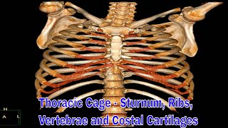 Thoracic Cage  sturnum ribs vertebrae and costal cartilages 흉곽 구조 [upl. by Steiner426]