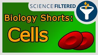 Video 29  Palisade Cell Structure [upl. by Nodlew]