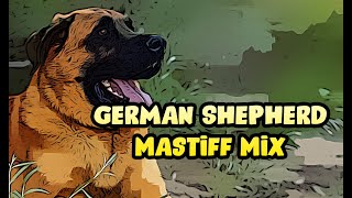 German Shepherd Mastiff Mix [upl. by Twelve]