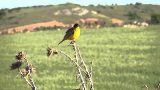 Emberiza melanocephala  Blackheaded Bunting  Kara başlı kiraz kuşu [upl. by Llyrat138]