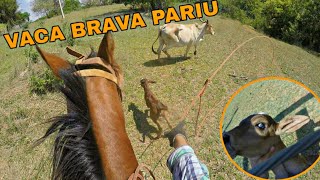 VACA CHIFRUDA E BRAVA PARIU NO MEIO DO MATO [upl. by Edak294]