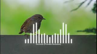 Dunnock  Prunella Modularis Sound [upl. by Crocker]