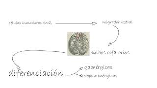 34 La neurogénesis Celia Ruiz [upl. by Puklich527]