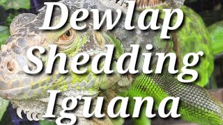 Shedding Iguana  Shedding Dewlap lizard reptiles shedding [upl. by Anelad524]