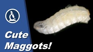 🔬 062  How to look at live MAGGOTS under the microscope  Citizen Science amateur science project [upl. by Naldo]