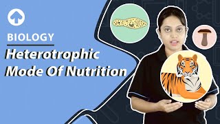 Heterotrophic Mode of Nutrition  Biology [upl. by Jew]