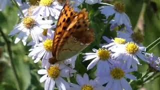 Eastern Silverstripe Butterfly Visits Wild Aster Flowers for Nectar [upl. by Charity139]