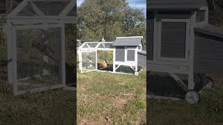 Update about my Chicken going clucky on the homestead offgrid homesteading homesteadvlog shorts [upl. by Lidia]