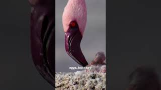 Flamingos are like our schoolmates wildlife animals facts nature flamingo [upl. by Akamahs]