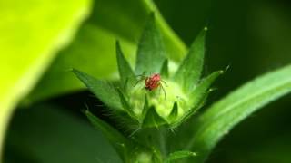 Les insectes de nos jardins [upl. by Liberati]