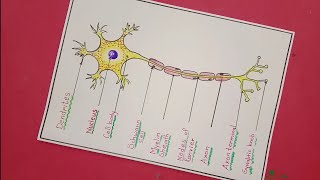 Labelled diagram of Neuron  How to draw neuron  Neuron drawing [upl. by Monteith]