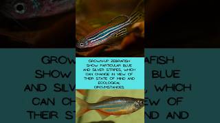 70 of human genes are found in zebrafish zebrafish fishfact fish short [upl. by Aenet]