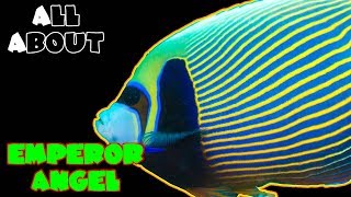 All About The Emperor Angelfish [upl. by Aneed]