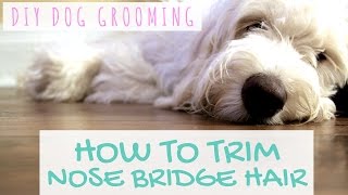 DIY Dog Grooming  Goldendoodle Grooming Around Eyes [upl. by Nohtanhoj]