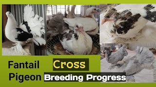 Fantail Pigeon Cross Breeding Progress  लक्का कबूतर Cross Breeding [upl. by Downing]