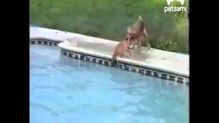 Dog saves Puppy from Drowning in Swimming Pool [upl. by Alitta]