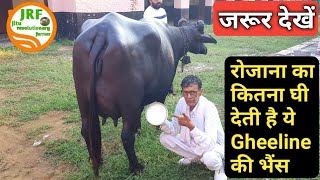 👍Top Gheeline Murrah Buffalo of Lala Pradhan Sir👍 9050272298 Price 165 Lakh👍 [upl. by Taddeo]