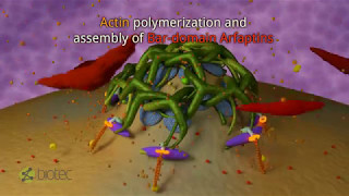 Clathrincoated carrier biogenesis at the transGolgi networks [upl. by Aniluj592]