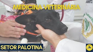 Medicina Veterinária UFPR Palotina [upl. by Myrwyn]