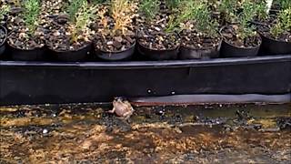 Red Bellied Black Snake Eating Cane Toad [upl. by Yzdnil226]