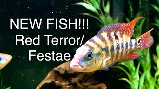 New Fish FestaeRed Terror Cichlid  Breeding Pair Nandopsis Salvini  South American Cichlids [upl. by Vasta583]