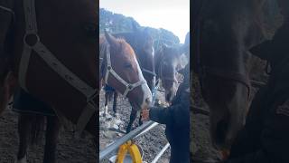 人参爆食いタイム🐴🥕サチモ みんなでおやつ さっちゃん horses 7歳 24歳 32歳 [upl. by Yarw59]